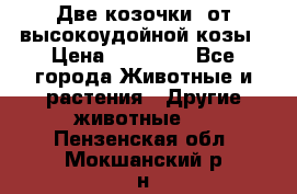 Две козочки  от высокоудойной козы › Цена ­ 20 000 - Все города Животные и растения » Другие животные   . Пензенская обл.,Мокшанский р-н